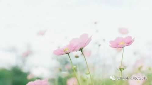 【紧急提醒】网上平台不给提款？揭秘维护背后的真相与应对策略！