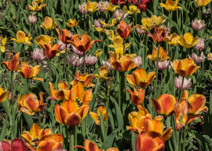 【精准防控下的城市脉动与全民守护】;杭州疫情最新情况 【精准防控下的城市脉动与全民守护】;杭州疫情最新情况