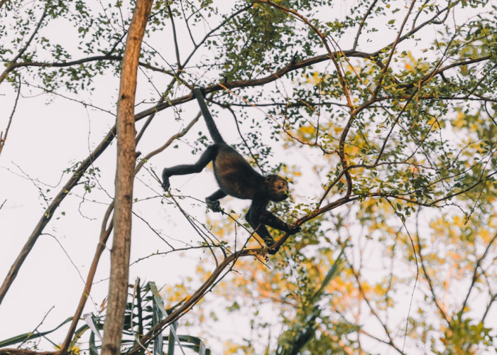 朝阳确诊超50例后的“孤岛”标签，一座城市的免疫系统正在被测量