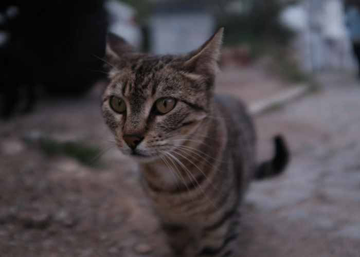 数字背后的中国防疫新常态,一周553例本土病例 数字背后的中国防疫新常态,一周553例本土病例