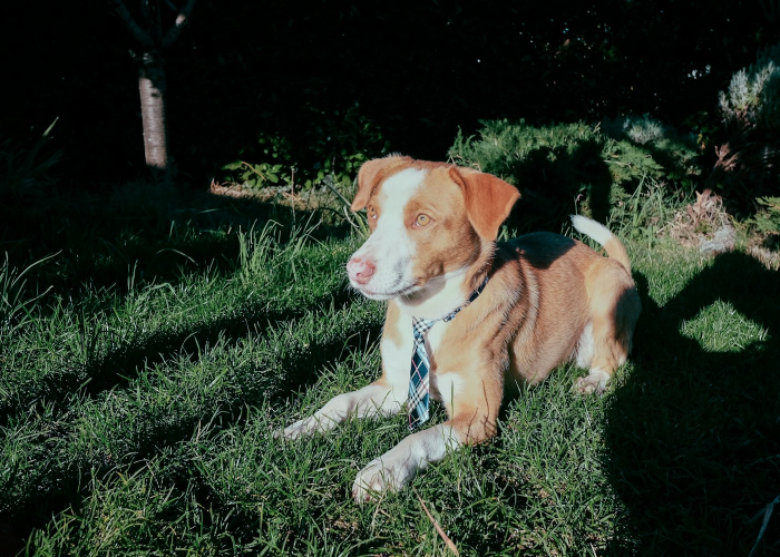 十月限行轮换下的城市脉动：限号日历中的秩序与温度