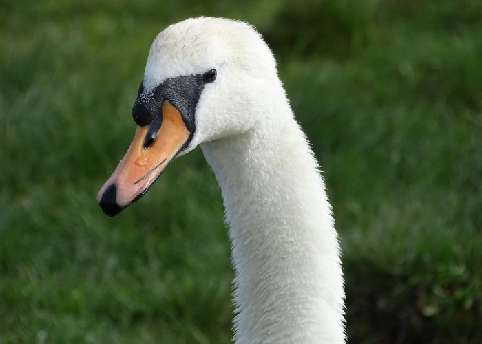 绿茵场上的生命宣言,[武磊新冠痊愈后进球] 11