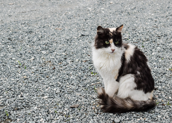 我们如何守住国门与社区¿，当防疫疲劳遇上病毒变异，本土41例警示