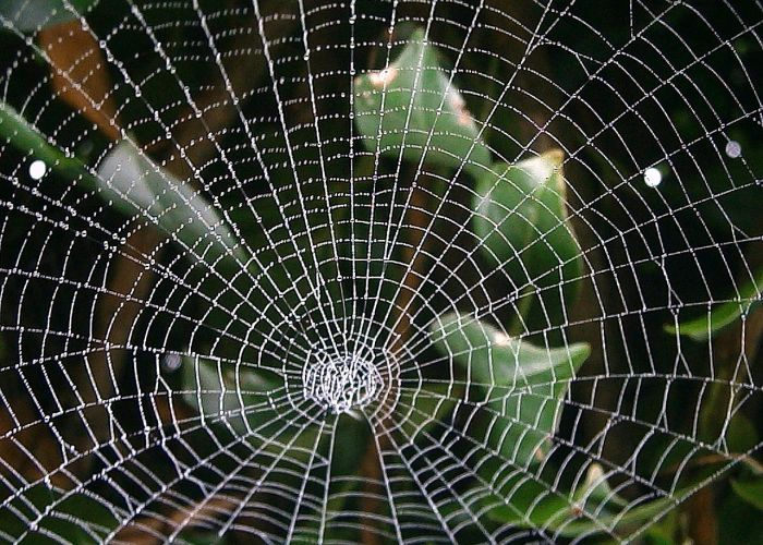 O 一座数字之城的智慧战疫与人文温度；{2024年12月杭州疫情}