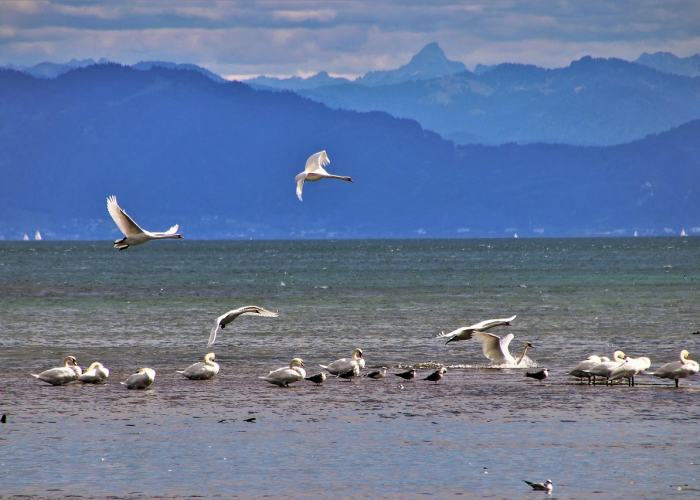 C 草原上的坚守与复苏之路；呼伦贝尔疫情最新消息