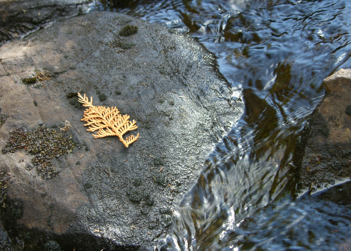 当一座城市的日常被来源不明改写,《成都疫情迷雾》