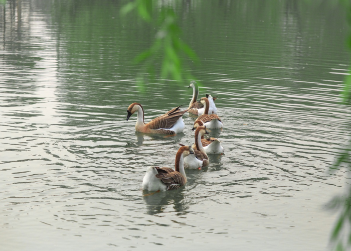 (个人侥幸如何引发社会危机),不做核酸检测的隐形代价